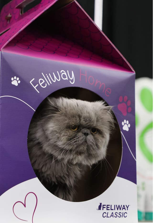 Caturday 2024 7